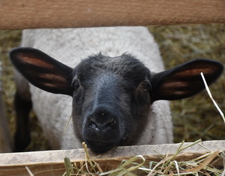 «Меринос-Захід» до кінця року збільшить поголів’я овець на новій вівцефермі